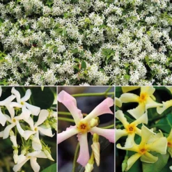 Trachelospermum Collection Of 3 Plants In 9cm Pots
