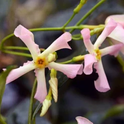 Trachelospermum Collection Of 3 Plants In 9cm Pots -Gardenista Store 550314 2