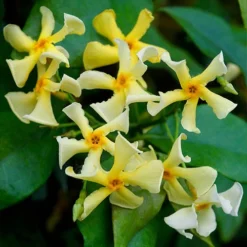Trachelospermum Collection Of 3 Plants In 9cm Pots -Gardenista Store 550314 3