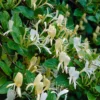 Honeysuckle 'Halliana' 2L 90cm Cane