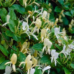 Lonicera 2L 90cm Cane X3 7 Lonicera 2L 90cm Cane X3 -Gardenista Store 550333 3
