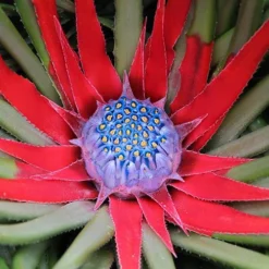 Bromeliad 'Fascicularia Bicolour'