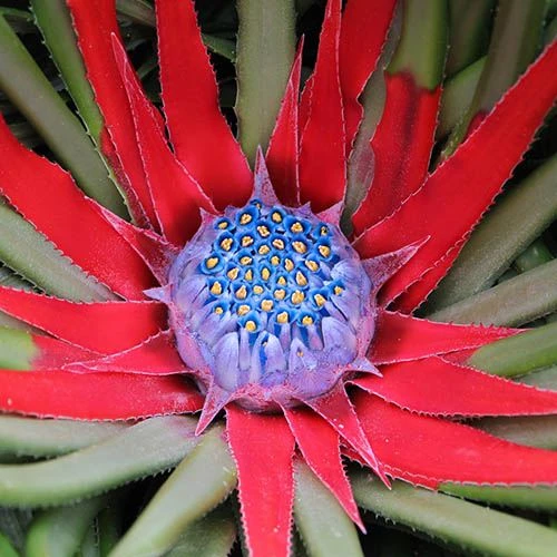 Bromeliad 'Fascicularia Bicolour' 1 Bromeliad 'Fascicularia Bicolour'