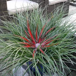 Bromeliad 'Fascicularia Bicolour' 10 Bromeliad 'Fascicularia Bicolour' -Gardenista Store 560100 2