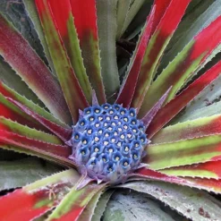 Bromeliad 'Fascicularia Bicolour' 12 Bromeliad 'Fascicularia Bicolour' -Gardenista Store 560100 4