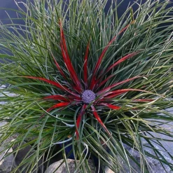 Bromeliad 'Fascicularia Bicolour' 14 Bromeliad 'Fascicularia Bicolour' -Gardenista Store 560100 6