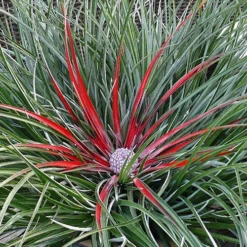 Bromeliad 'Fascicularia Bicolour' 15 Bromeliad 'Fascicularia Bicolour' -Gardenista Store 560100 7