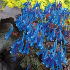 Corydalis 'Blue Heron' In 9cm Pot