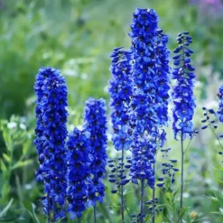 Delphinium Collection -Gardenista Store 560252 2