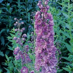 Delphinium Collection -Gardenista Store 560252 3