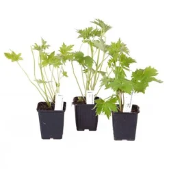 Delphinium Collection -Gardenista Store 560252 5