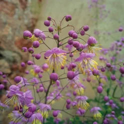 Thalictrum Rochebrunianum 'Meadow Rue'