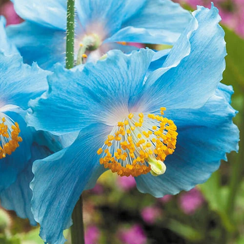 Blue Himalayan Poppy 1 Blue Himalayan Poppy