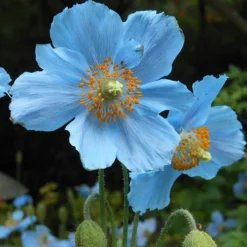 Blue Himalayan Poppy 6 Blue Himalayan Poppy -Gardenista Store 560486 2