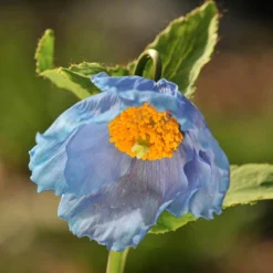 Blue Himalayan Poppy 7 Blue Himalayan Poppy -Gardenista Store 560486 3