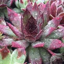 Ultimate 'Chick Charms' Sempervivums Collection 12 Ultimate 'Chick Charms' Sempervivums Collection -Gardenista Store 560537 3