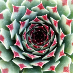 Ultimate 'Chick Charms' Sempervivums Collection 13 Ultimate 'Chick Charms' Sempervivums Collection -Gardenista Store 560537 4