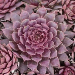 Ultimate 'Chick Charms' Sempervivums Collection 15 Ultimate 'Chick Charms' Sempervivums Collection -Gardenista Store 560537 6