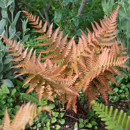 Colourful Hardy Fern Collection 3 Colourful Hardy Fern Collection - Image 3