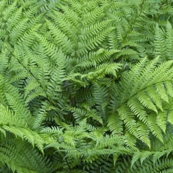 Colourful Hardy Fern Collection 8 Colourful Hardy Fern Collection -Gardenista Store 560578 3