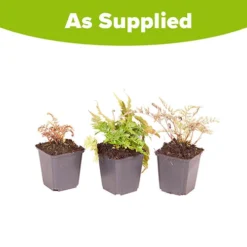 Colourful Hardy Fern Collection 9 Colourful Hardy Fern Collection -Gardenista Store 560578 4