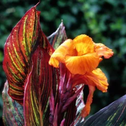 Canna 'Tropicanna' 9cm