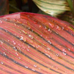 Canna 'Tropicanna' 9cm -Gardenista Store 560606 3