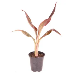 Canna 'Tropicanna' 9cm -Gardenista Store 560606 6