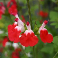 Salvia 'Lips' Collection -Gardenista Store 560668 1