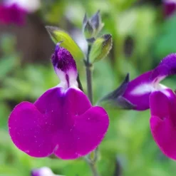 Salvia 'Lips' Collection -Gardenista Store 560668 2