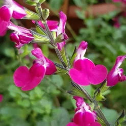 Salvia 'Lips' Collection -Gardenista Store 560668 3