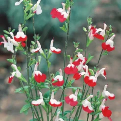 Salvia 'Lips' Collection -Gardenista Store 560668 4