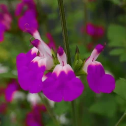 Salvia 'Lips' Collection -Gardenista Store 560668 5