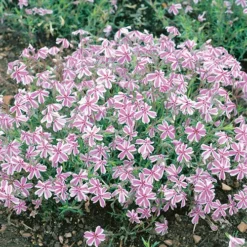 Carpet Phlox Collection -Gardenista Store 560712 2