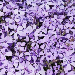 Carpet Phlox Collection -Gardenista Store 560712 3