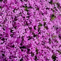Carpet Phlox Collection -Gardenista Store 560712 4