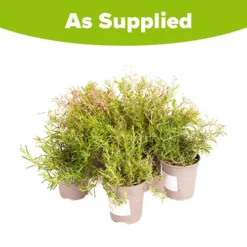 Carpet Phlox Collection -Gardenista Store 560712 5