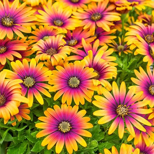 African Daisy Osteospermum 'Purple Sun' 1 African Daisy Osteospermum 'Purple Sun'