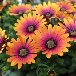 African Daisy Osteospermum 'Purple Sun' 9 African Daisy Osteospermum 'Purple Sun' -Gardenista Store 560812 2