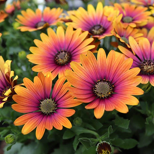 African Daisy Osteospermum 'Purple Sun' 3 African Daisy Osteospermum 'Purple Sun' - Image 3