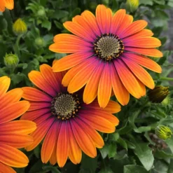African Daisy Osteospermum 'Purple Sun' 10 African Daisy Osteospermum 'Purple Sun' -Gardenista Store 560812 3