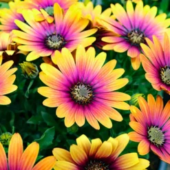 African Daisy Osteospermum 'Purple Sun' 11 African Daisy Osteospermum 'Purple Sun' -Gardenista Store 560812 4