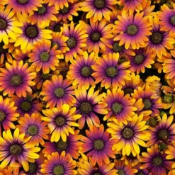 African Daisy Osteospermum 'Purple Sun' 12 African Daisy Osteospermum 'Purple Sun' -Gardenista Store 560812 5
