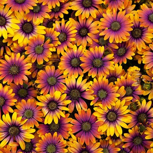 African Daisy Osteospermum 'Purple Sun' 6 African Daisy Osteospermum 'Purple Sun' - Image 6