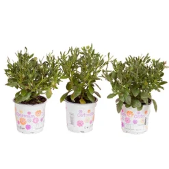 African Daisy Osteospermum 'Purple Sun' 13 African Daisy Osteospermum 'Purple Sun' -Gardenista Store 560812 6