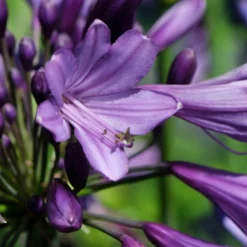 Agapanthus 'Poppin Purple' 9 Agapanthus 'Poppin Purple' -Gardenista Store 560829 2