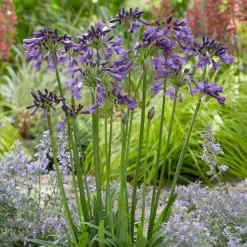 Agapanthus 'Poppin Purple' 10 Agapanthus 'Poppin Purple' -Gardenista Store 560829 3