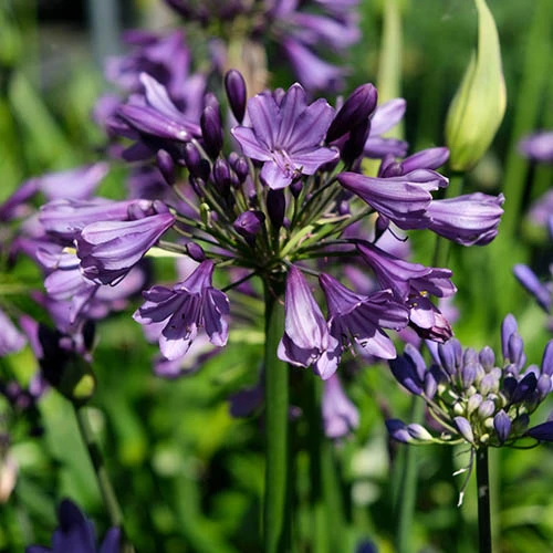 Agapanthus 'Poppin Purple' 7 Agapanthus 'Poppin Purple' - Image 7
