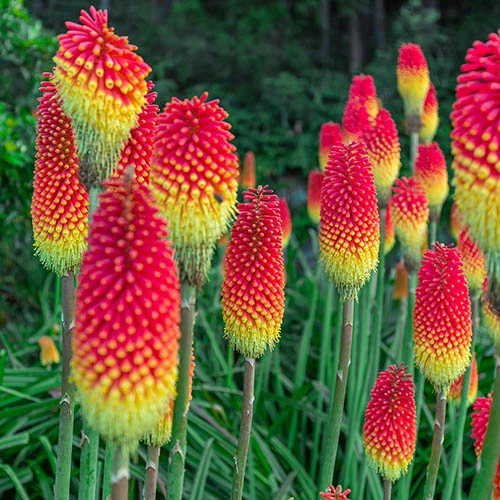 Kniphofia Flamenco 'Red Hot Poker' 1 Kniphofia Flamenco 'Red Hot Poker'