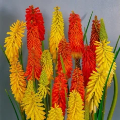 Kniphofia Flamenco 'Red Hot Poker' 4 Kniphofia Flamenco 'Red Hot Poker' -Gardenista Store 560996 1